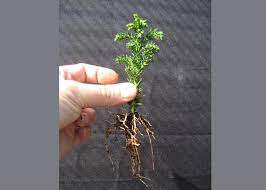 تکثیر بون سای